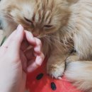 이레요래