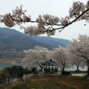 봉산 벚꽃길 Daum카페