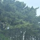 마검포힐링캠핑장 | 충남 태안:마검포 힐링캠핑장( 3-25 사이트 후기)