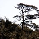 소나무풍경 이미지