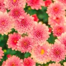 다인 행정사사무소 이미지