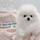 디어마이퍼피 이미지