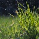 큰시장흑염소 이미지