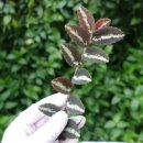 오니아 | 직접구매후 사용해본 “펠리오니아 리펜스” 후기-테라리움 덩쿨식물