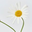 데이지 이미지