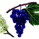 포도나무 이미지