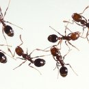 불개미 서울신문