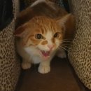 오렌지동물병원 이미지