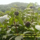 백모농장 이미지