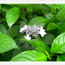 충북알프스자연휴양림 이미지