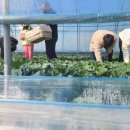 삼삼오오농장 이미지