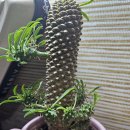 12.13.sat 가족 판타지 내려 놓기 이미지