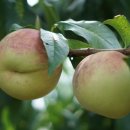 김성만농장 이미지