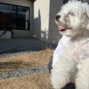 버스정류장(증포동 우리마트 앞) | [춘천 애견동반 숙소 추천] 독채 한옥스테이 ‘소록소록’ 숙박 후기