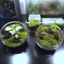 소미 | 수원 파충류샵 소미빌리지 테라리움 후기｜수원 비바리움 추천