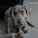 경기동물메디컬센터