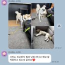 동상(남 여)경로당? | 캐나다 워홀 강아지 이동봉사 후기(국내선 환승, 밴쿠버 경유, 워홀 비자 받기)