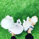 [인천영흥도]애견전용펜션 GLAM DOG 2박3일 또또와의 첫 여행 후기[203호]