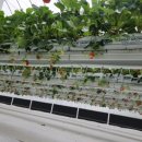 알로만농장 이미지