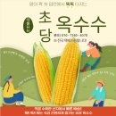 초당환경(주) - 704 | 여름철 한정 별미! 지금 아니면 못 먹는 초당 미백 옥수수 택배
