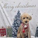 젤리펫살롱 with 아로마 이미지