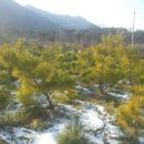 황금농장(2) 이미지