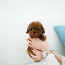 스타일독앤캣 강아지고양이 부천본점 이미지