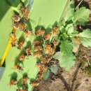 일화농장 이미지