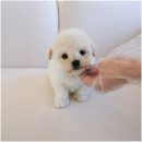 인천강아지분양 홍스퍼피 본점 이미지