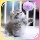 수원고양이분양 도레미캣 이미지