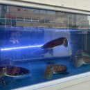 아지바라 네이버블로그