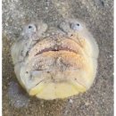 해변 모래 속 ‘기괴한 물고기’ 발견…한국도 서식지라는데? 이미지