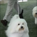 퍼피라운지 이미지