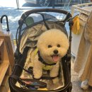 피콜로카네 | 피콜로카네 카리노2 개모차 후기🐶🐶🤎
