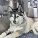 아이사랑동물병원 이미지