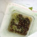 콩잎PC 네이버블로그