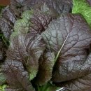 늘갓농장 이미지