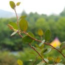 화분 진드기 없애는 방법 아시는분 계시죠? 이미지