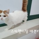 주아펫 이미지