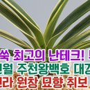 돈이쑥쑥 최고의 난테크! 부귀전 계림 진월 주천왕백호 대강환호 려인 신라 원창 묘향 취보 서운호 이미지