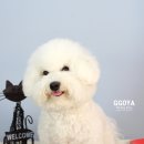 꼬야애견 이미지