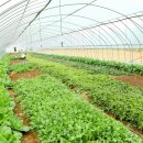 주은농장 이미지