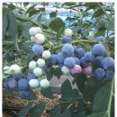 대목농장 이미지