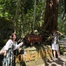 cafe 바람구름 | [발리 신혼여행 5] 우붓 투어 몽키포레스트 및 짐바란 씨푸드 후기