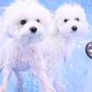 퍼피스프링 이미지