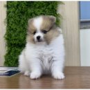 도그마루 네이버블로그