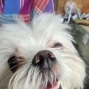 담백찬 | 아맞다블챌