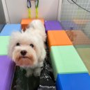 마마스미독펜트하우스 광주애견유치원&애견호텔 본점 이미지