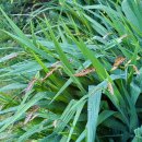 계화농장 | 컴브리안 여름