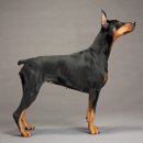 JUST DOG 이미지